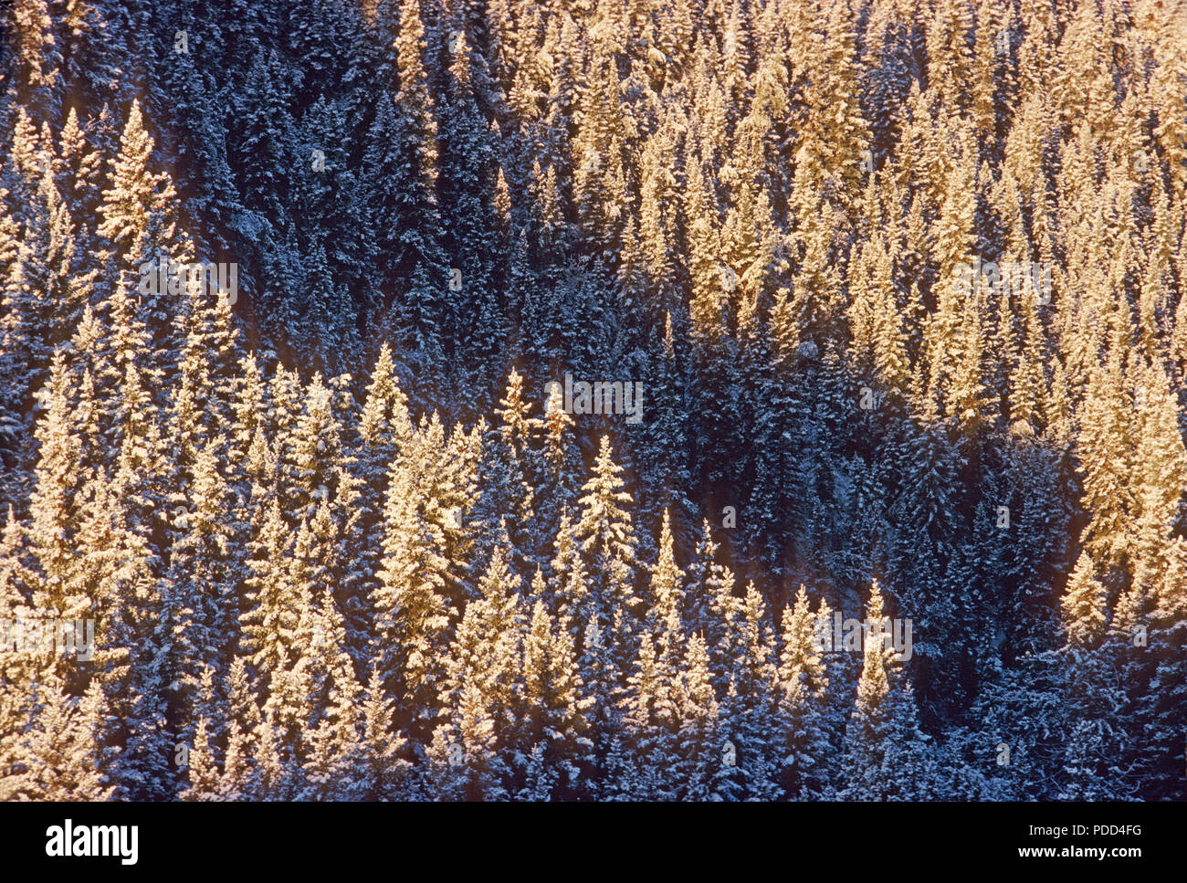 Taiga, boreal forest, coniferous evergreen forest. White spruce, Picea glauca, trees with snow, Alberta Stock Photo