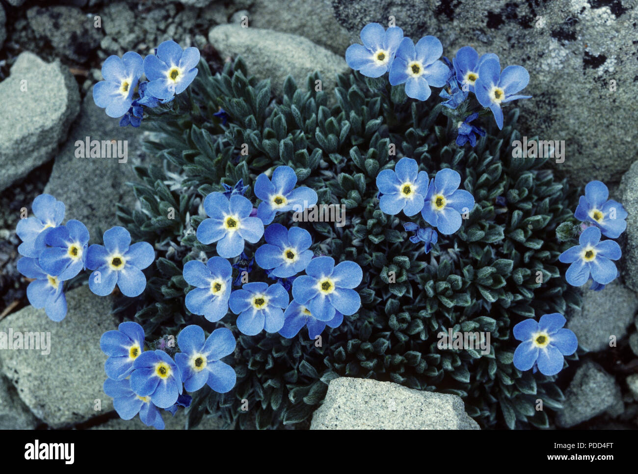 Alpine forget-me-not, Eritrichium elongatum, dwarf cushion, found at high elevations above timberline, alpine tundra, Alberta Stock Photo