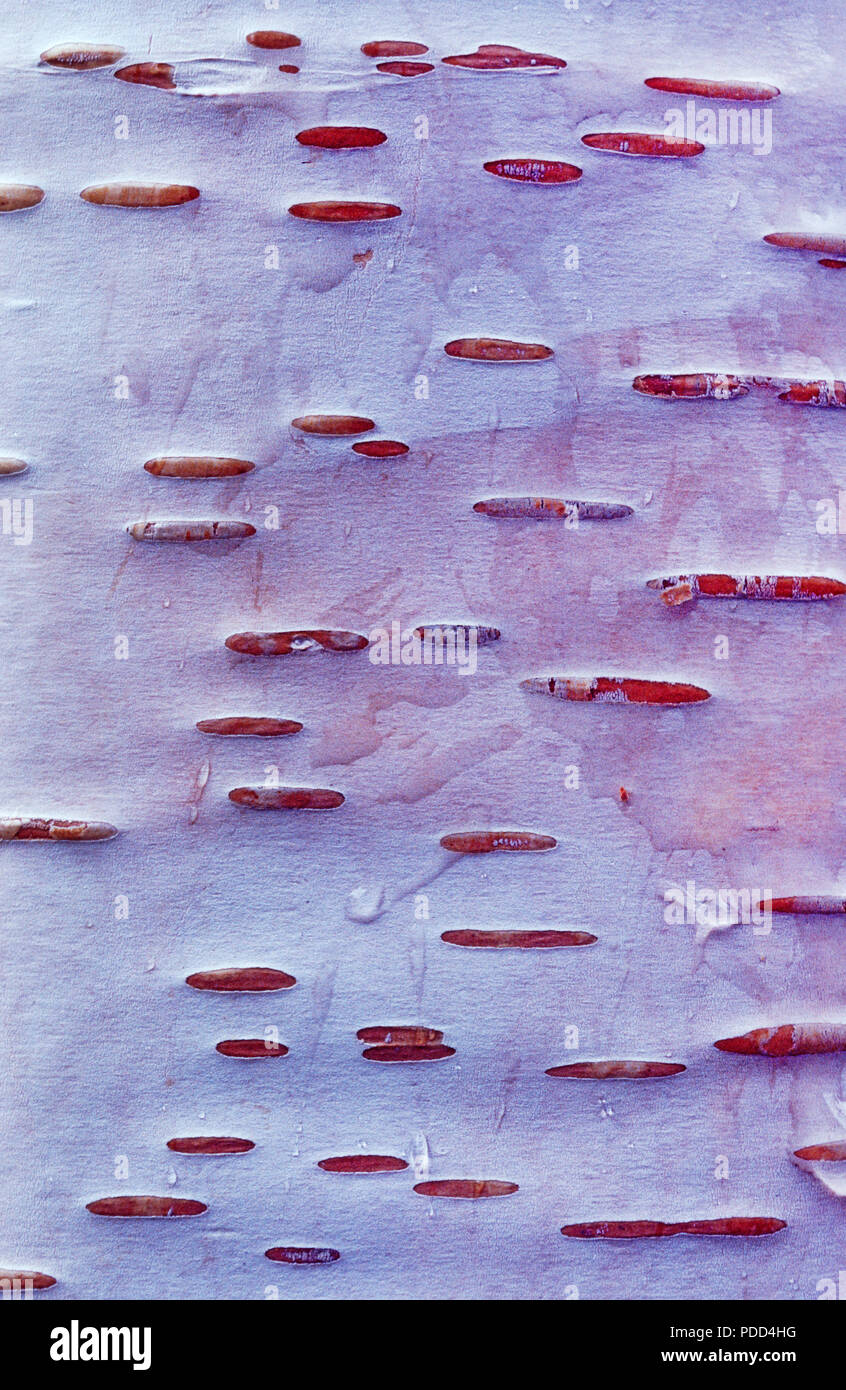 Lenticels are prominently visible on the trunk of this paper birch, Betula papyrifera, tree, western Montana. Stock Photo