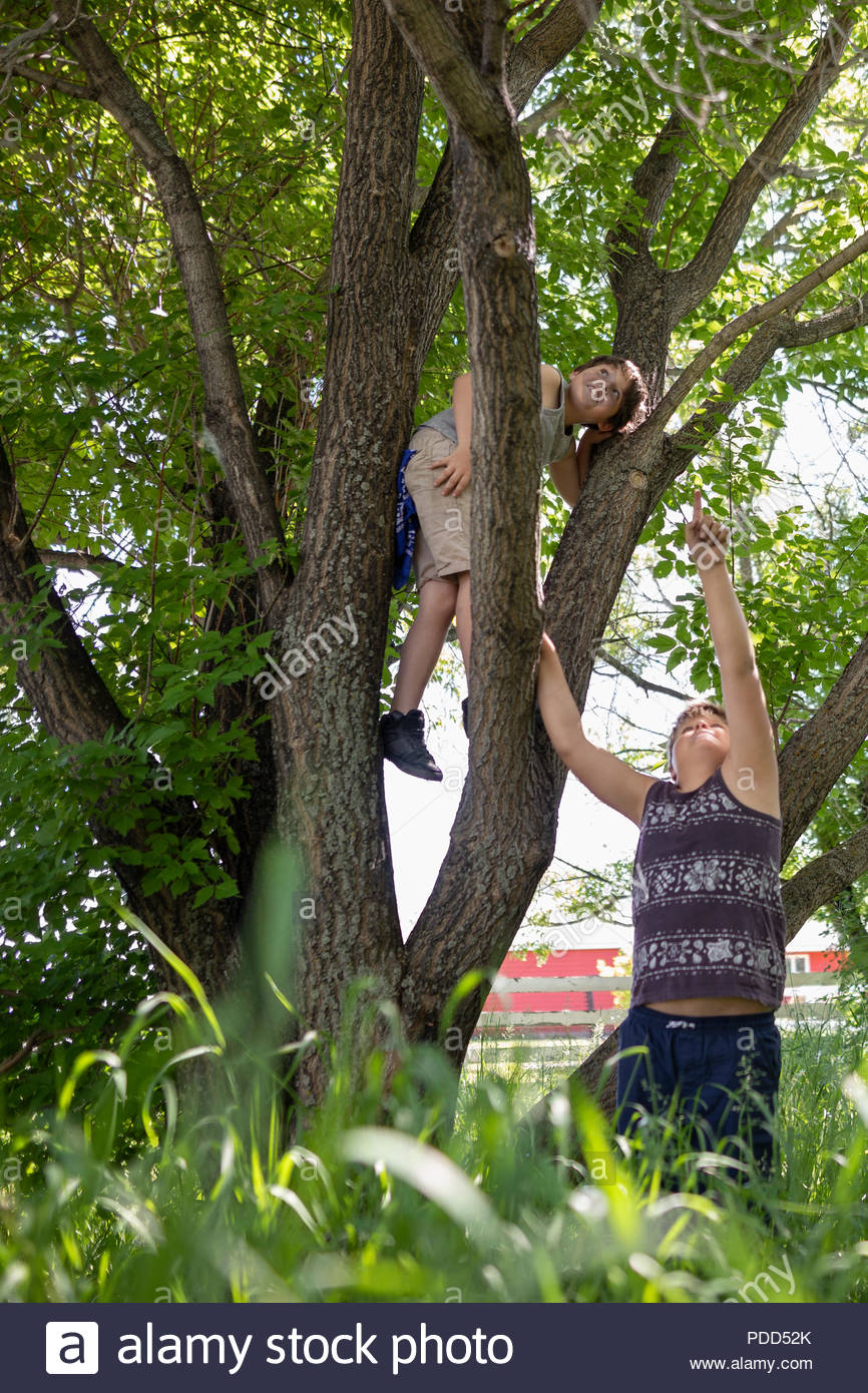 Brothers climbing lush green tree Stock Photo
