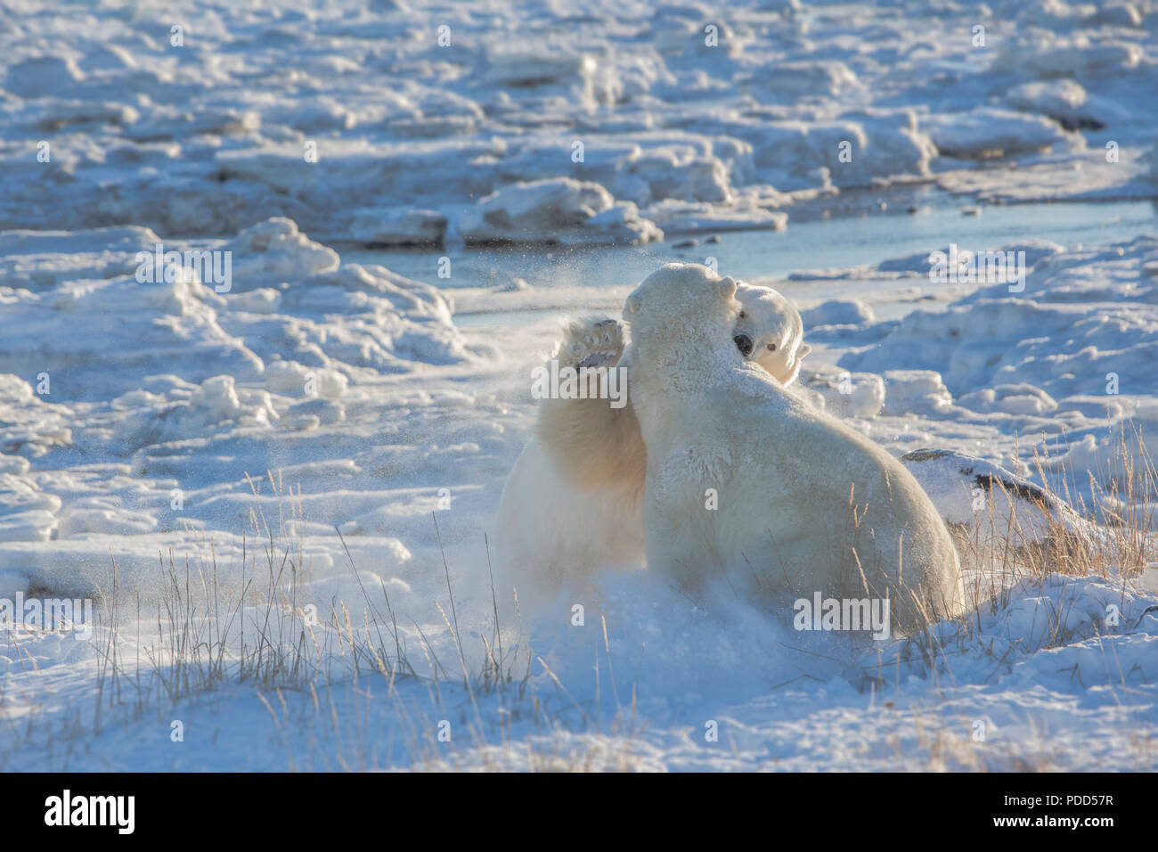 Polar Bears sparring snow flying Stock Photo