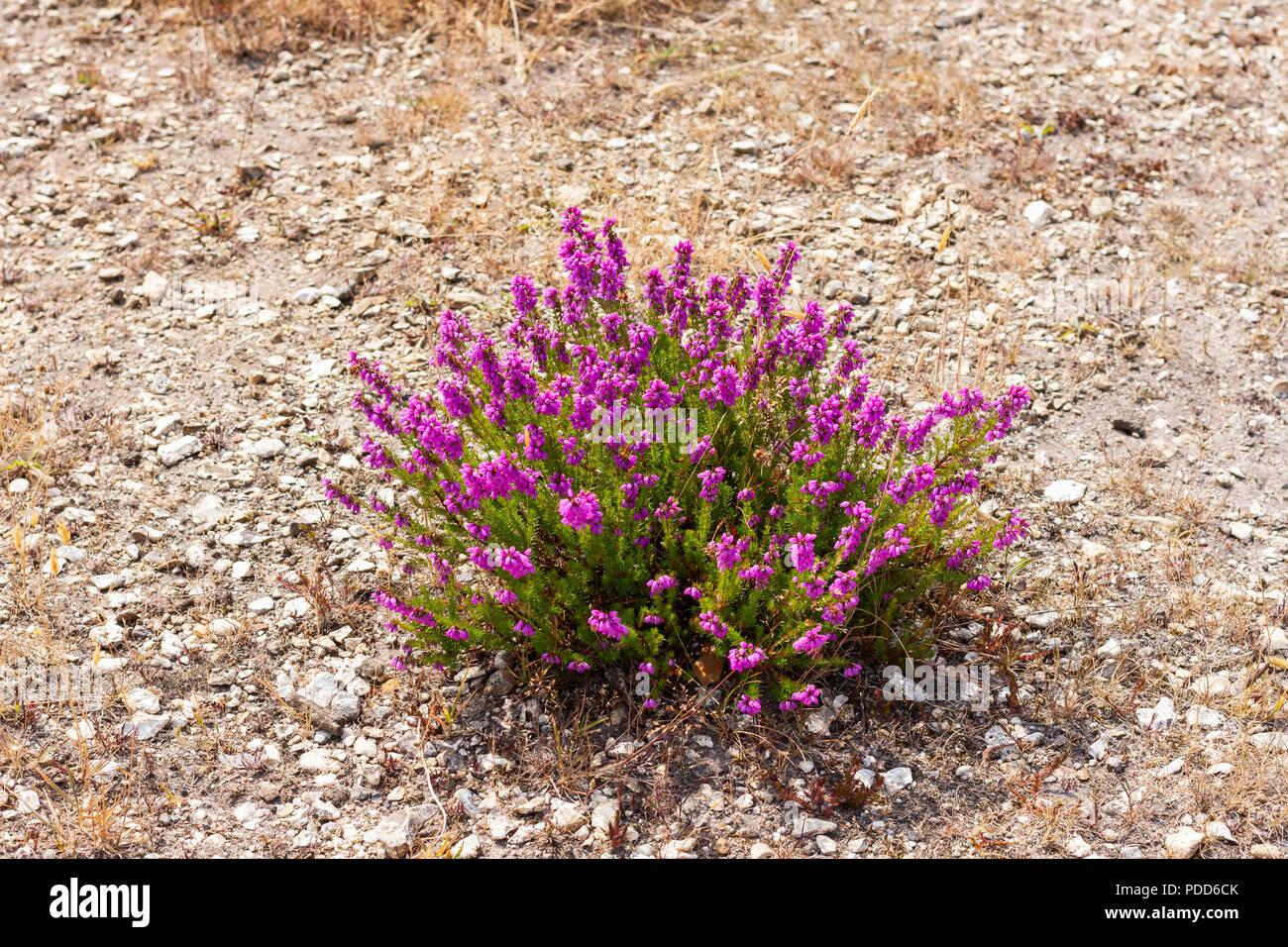 Erica Cinerea, bell heather growing on Turbary Common in Dorset, United