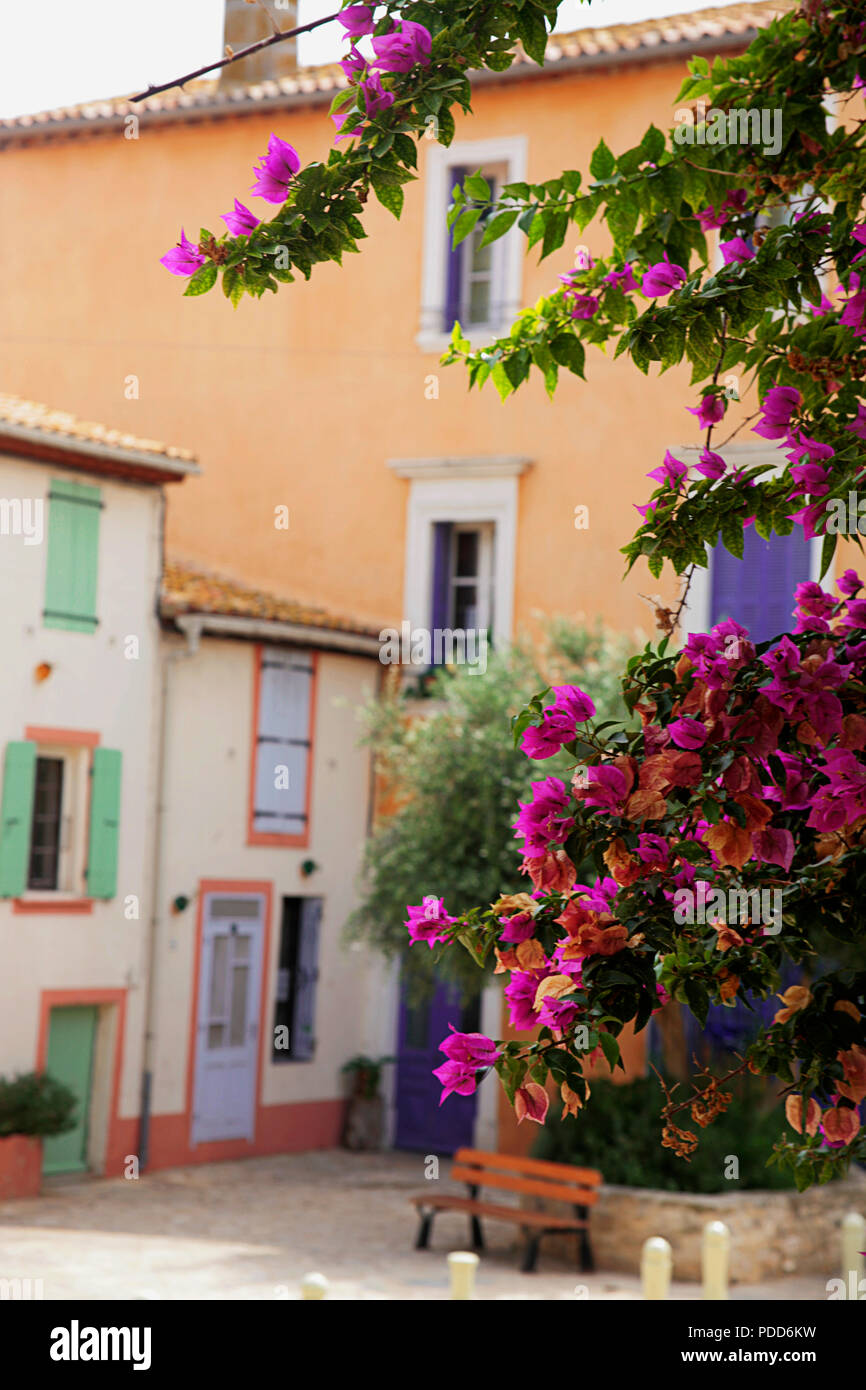 Bougainvillea and old houses, Place Juin 1907, Bages, Aude, Occitanie