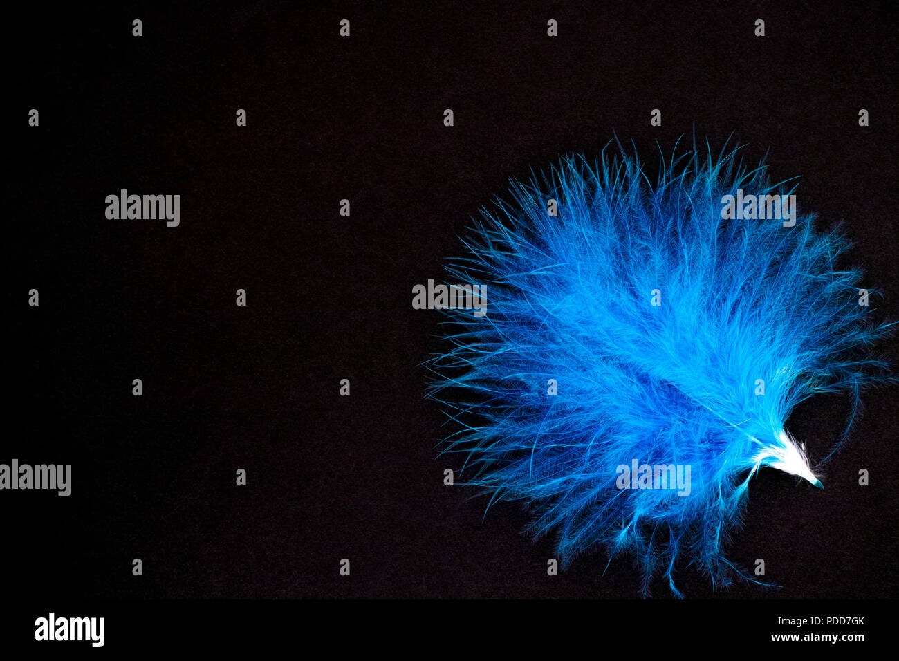 Blue feather on black background. Close-up. Stock Photo