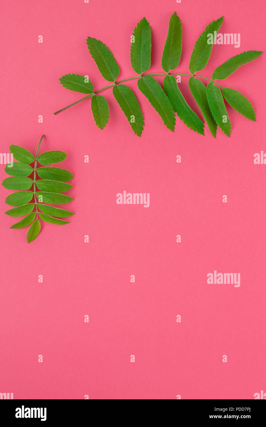 Creative flat lay top view pattern with fresh green rowan tree leaves ...