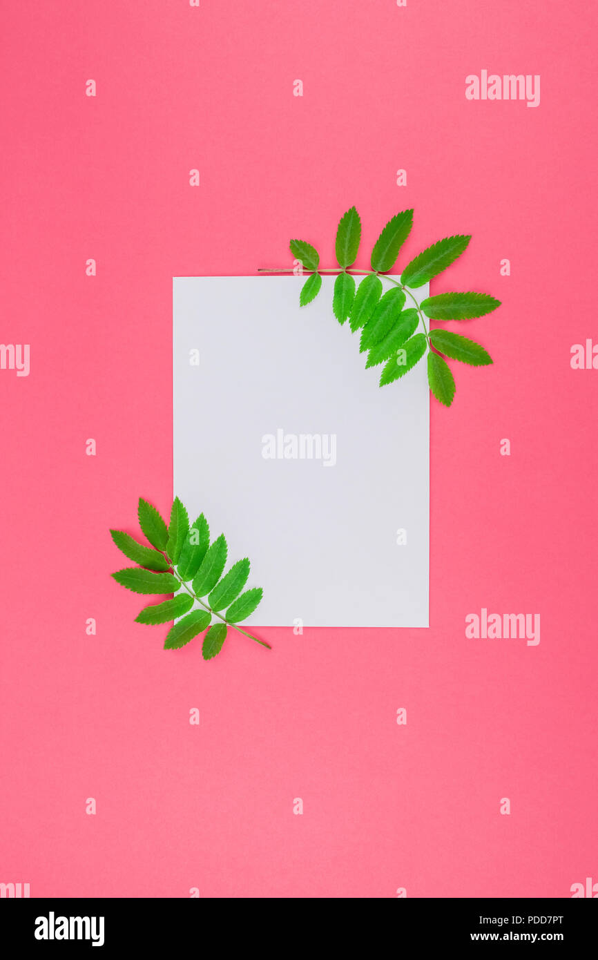Creative flat lay top view white letter mock up with fresh green rowan ...