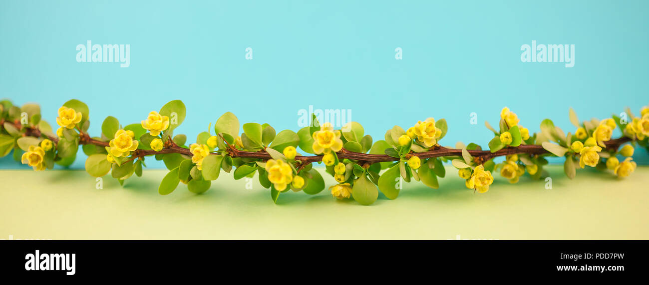 Spring blossoming barberry branch with green leaves, barbs and yellow flowers on pastel color paper background with copy space in minimal style, long  Stock Photo