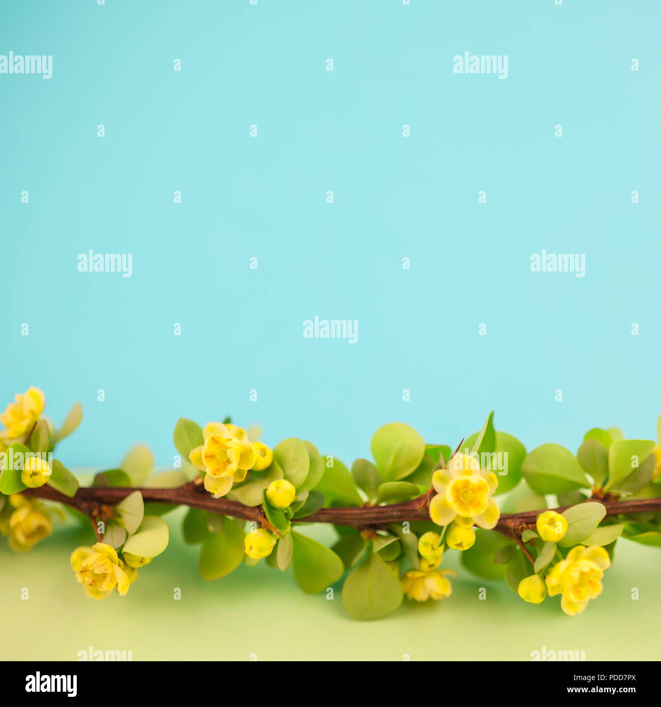 Spring blossoming barberry branch with green leaves, barbs and yellow flowers on square pastel color paper background with copy space in minimal style Stock Photo