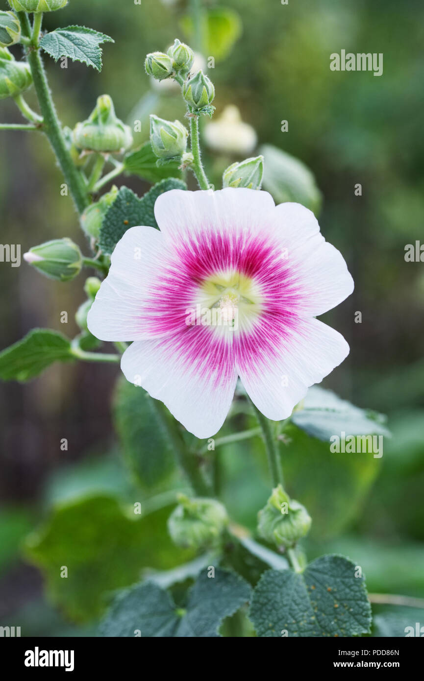 Alcea rosea 'Halo Blush'. Hollyhock 'Halo Blush' flower. Stock Photo