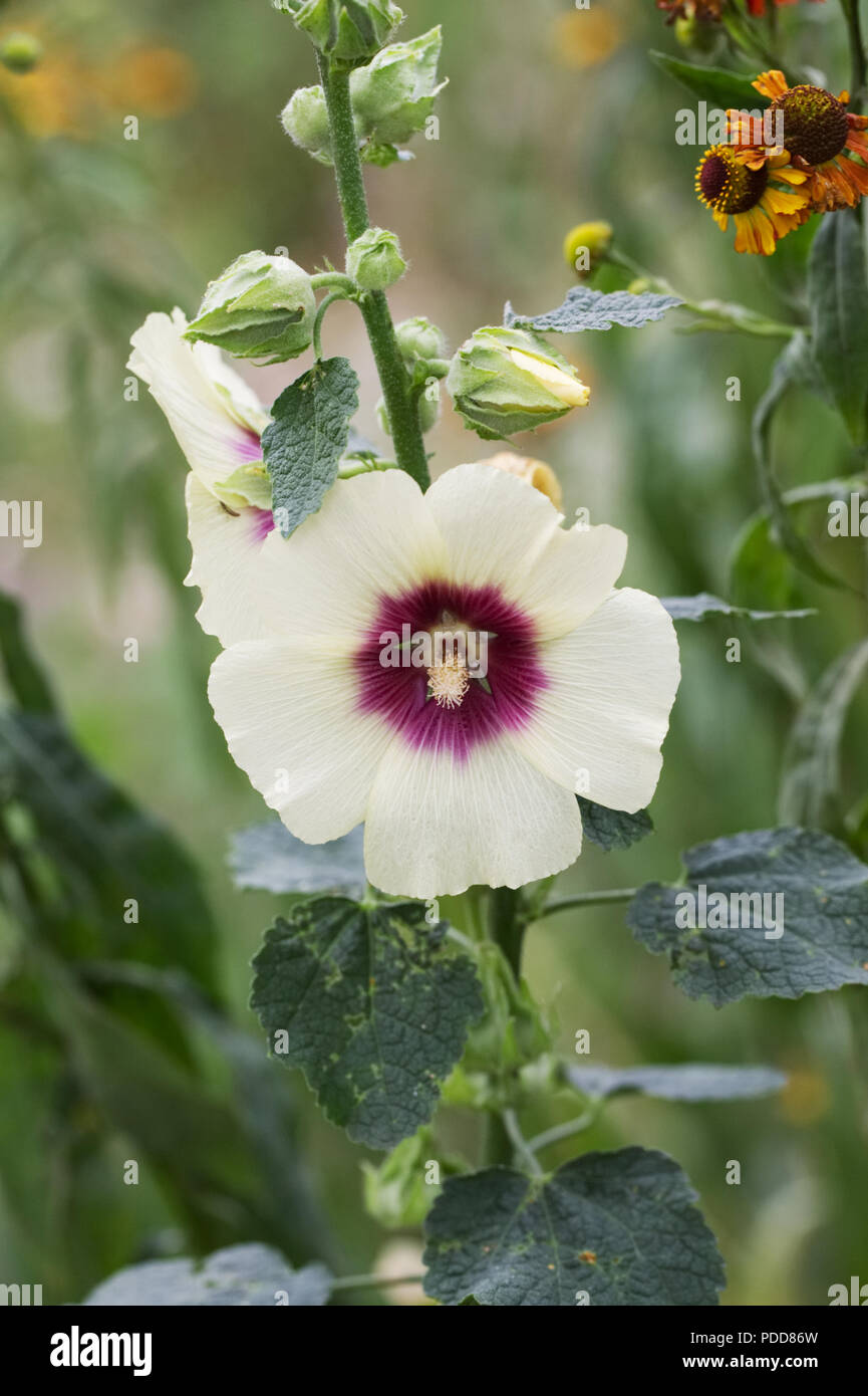 Alcea rosea ‘Halo cream’. Hollyhock ‘Halo cream’ flowers. Stock Photo