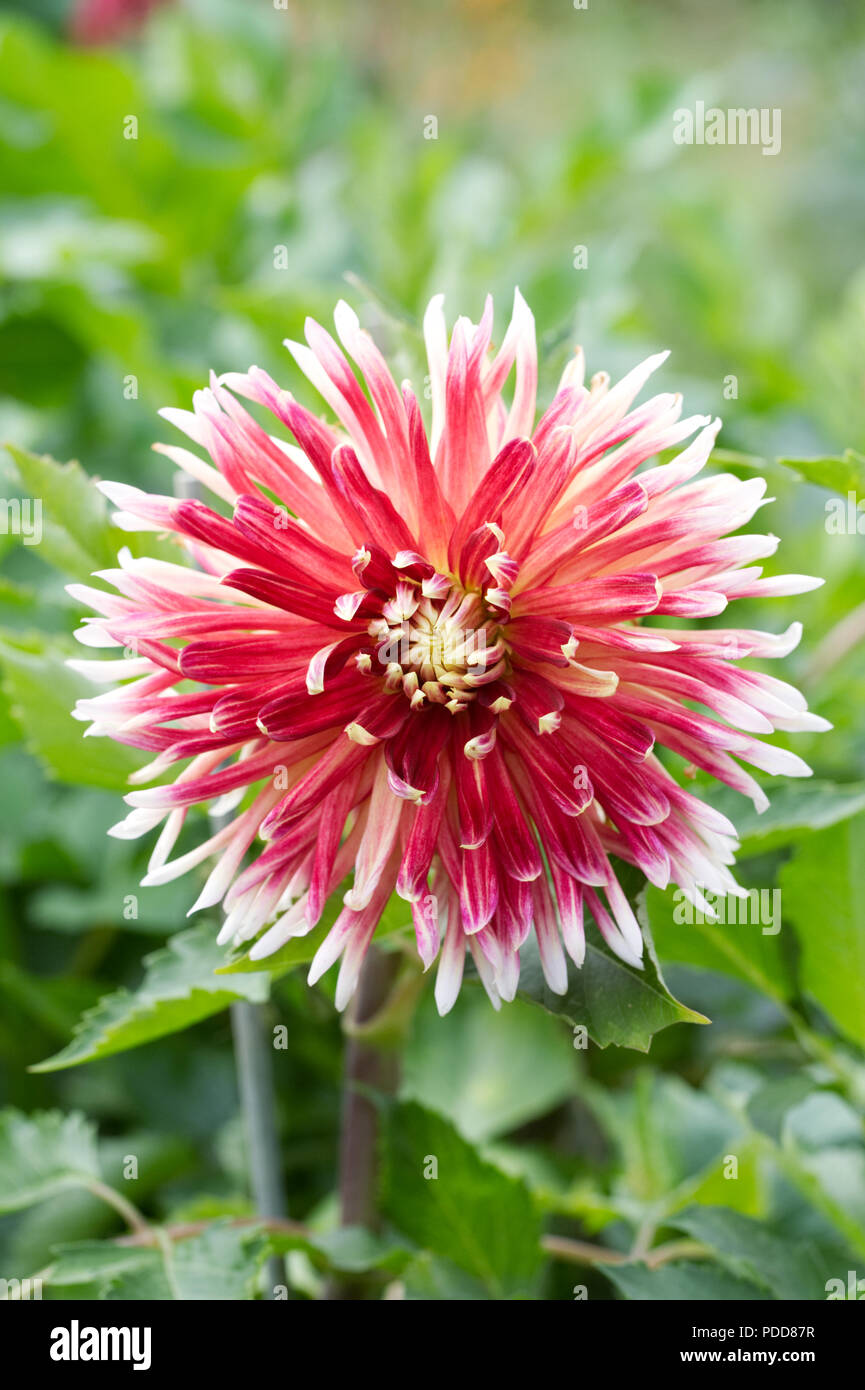 Dahlia 'Akita' flower. Stock Photo