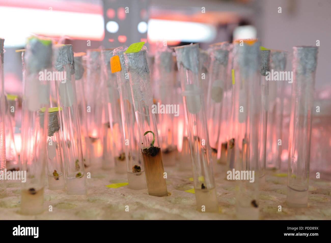 Plant tissue culture growing in hires stock photography and images Alamy