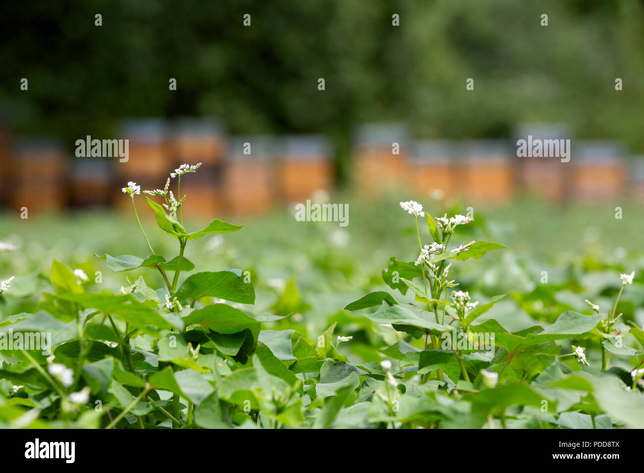 Common Buckwheat Fagopyrum esculentum with bee hives in the