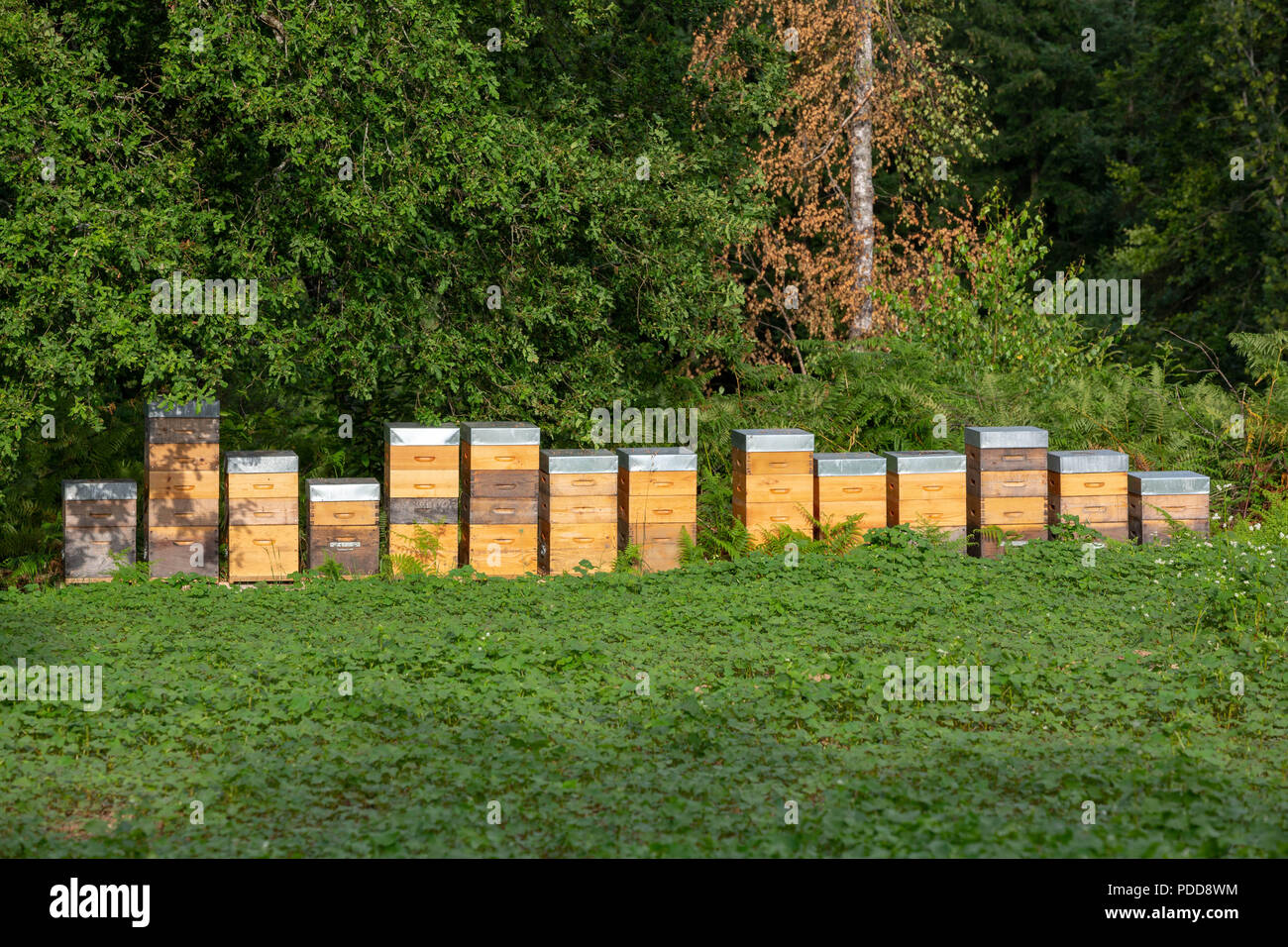 Common Buckwheat Fagopyrum esculentum with bee hives in the