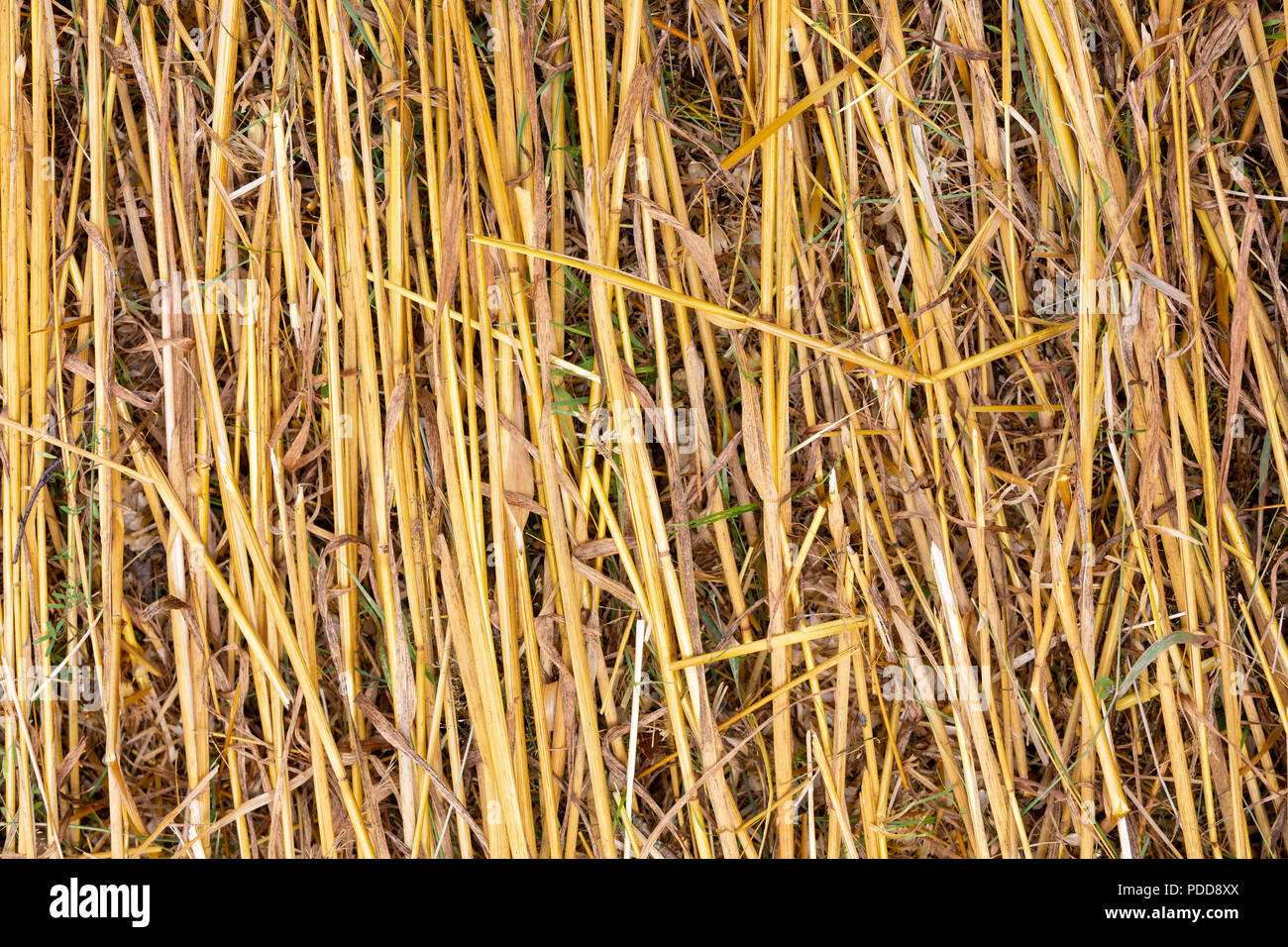 Straw, Dry Straw, Hay Straw Yellow Background Texture Stock Photo - Image  of feed, farm: 112238112