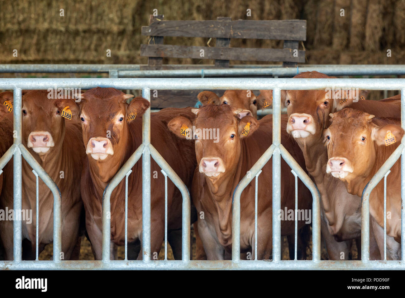 LIMOUSIN, FRANCE - A row of young Limousin cattle looking at the camera from the stable Stock Photo