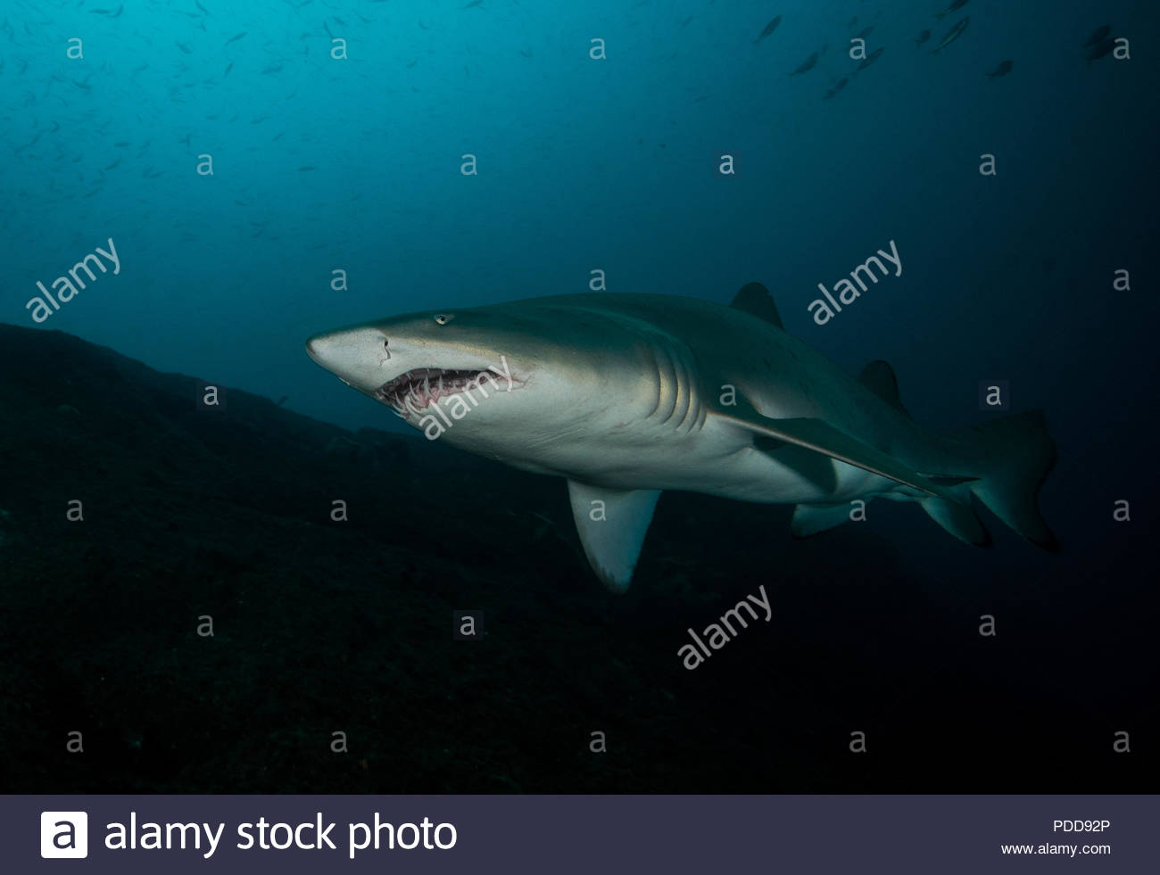 Nurse Shark Teeth High Resolution Stock Photography and Images Alamy
