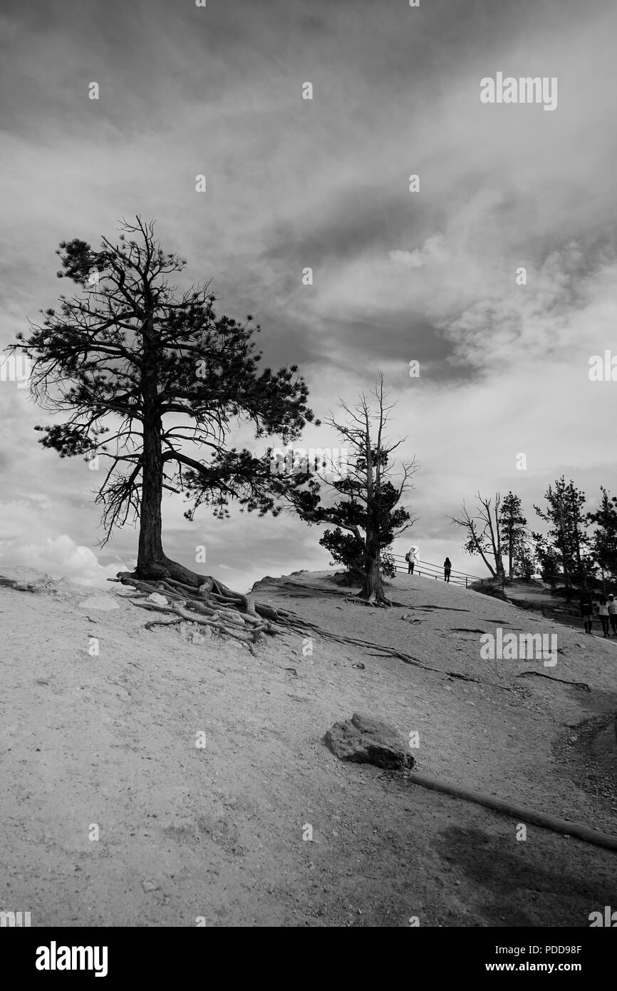 Tree silhouette black white hi-res stock photography and images - Alamy
