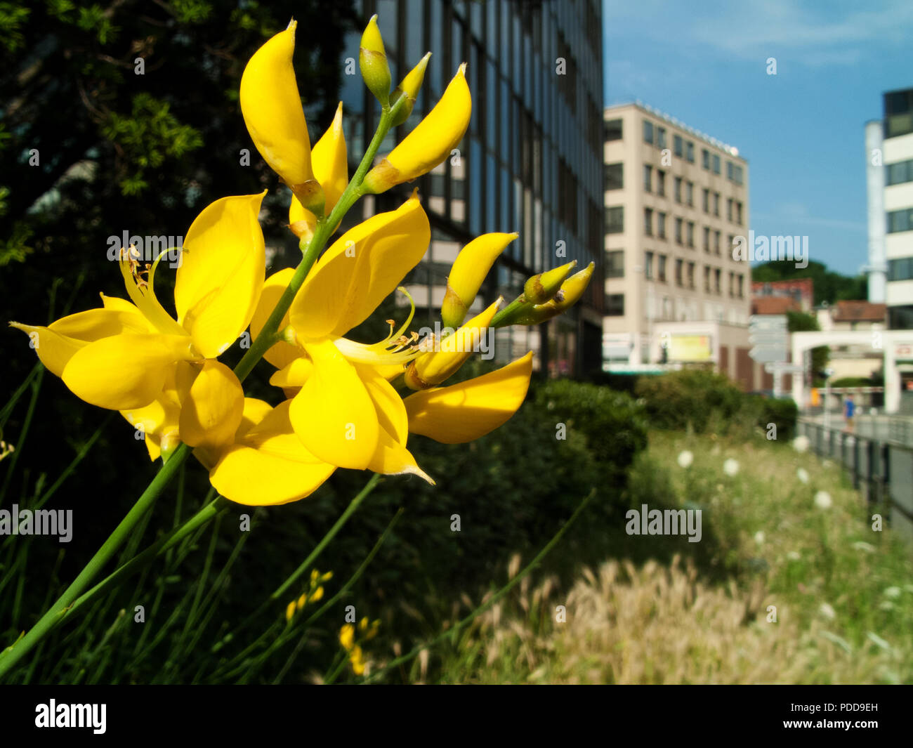 Yellow flowers in Paris suburbs, summer Stock Photo Alamy