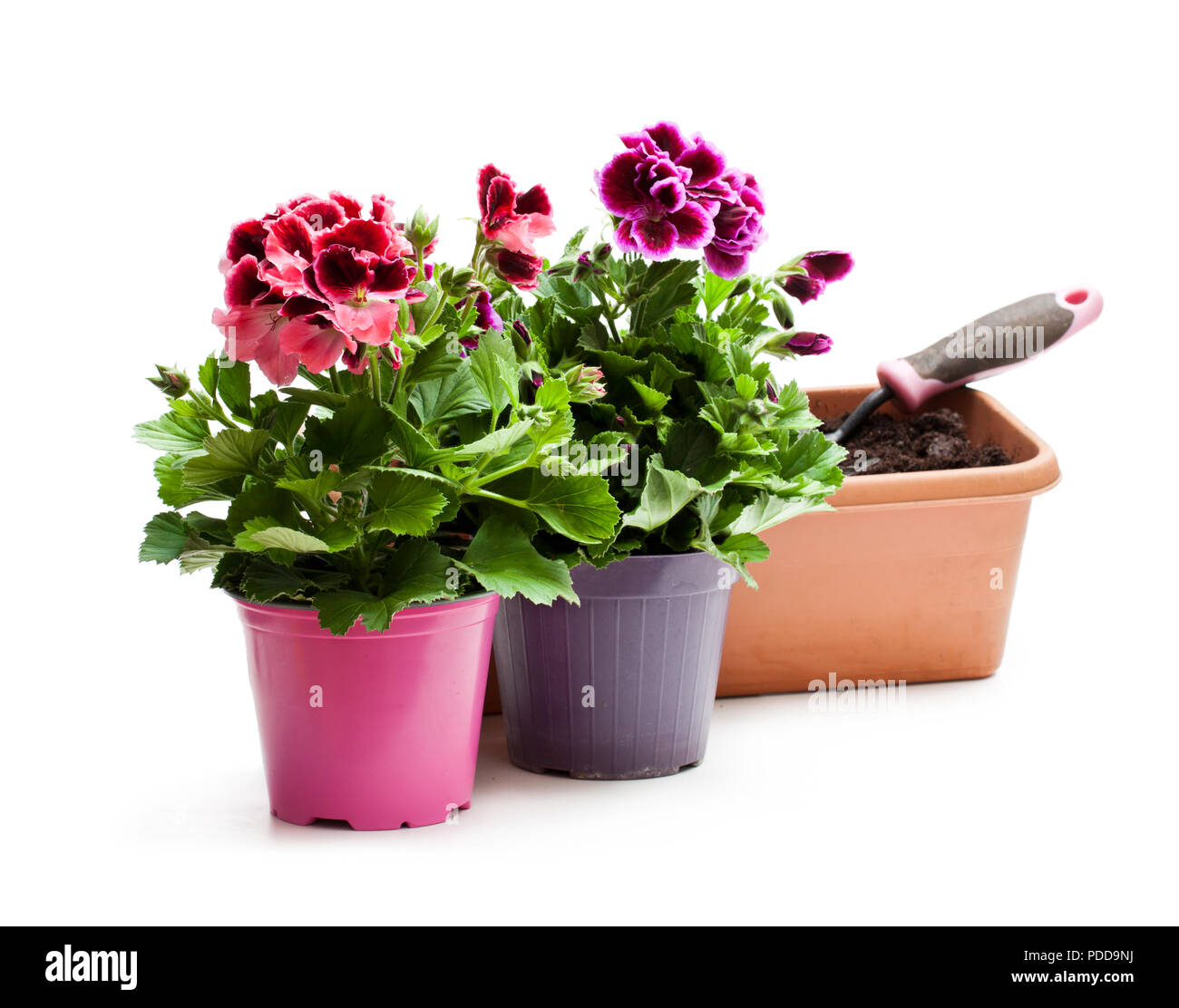 Colorful  Pelargonium flowers in flowerpot isolated on white. Ready for planting. Stock Photo