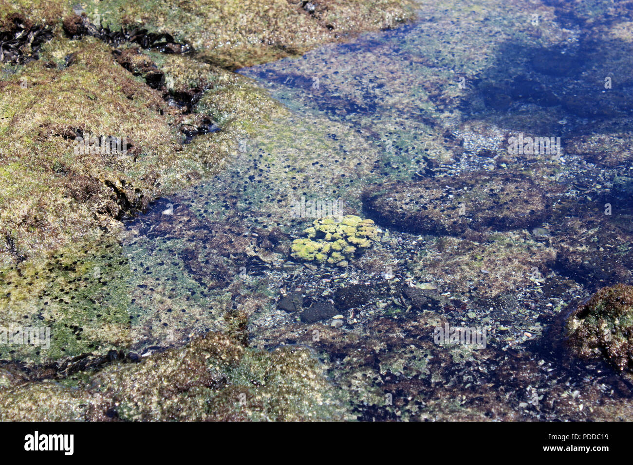 Close up of green coral submerged in a tide pool at Kaloko-Honokohau National Historical Park in Hawaii, USA Stock Photo