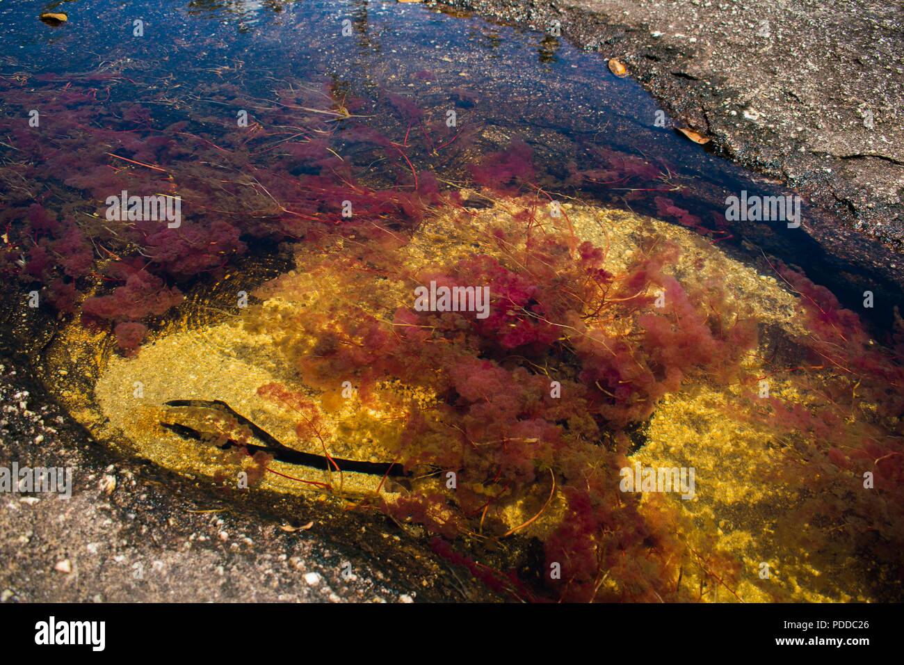 Macarenia clavigera, plant sumerged in water that produce a purple ...