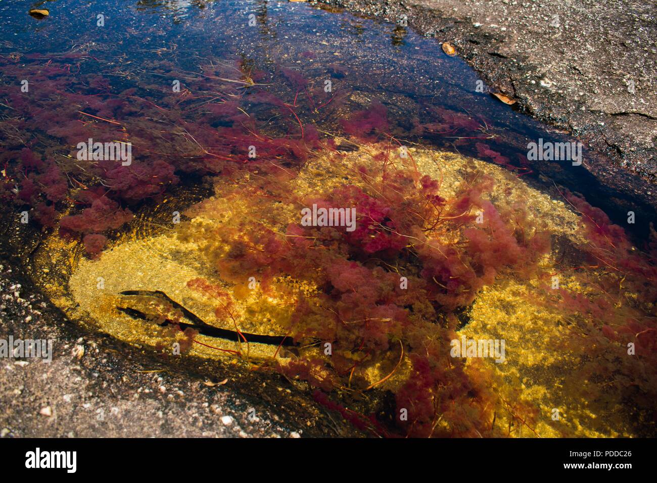 Macarenia clavigera, plant sumerged in water that produce a purple flower in the water. Caño Cristales, Colombia. Stock Photo