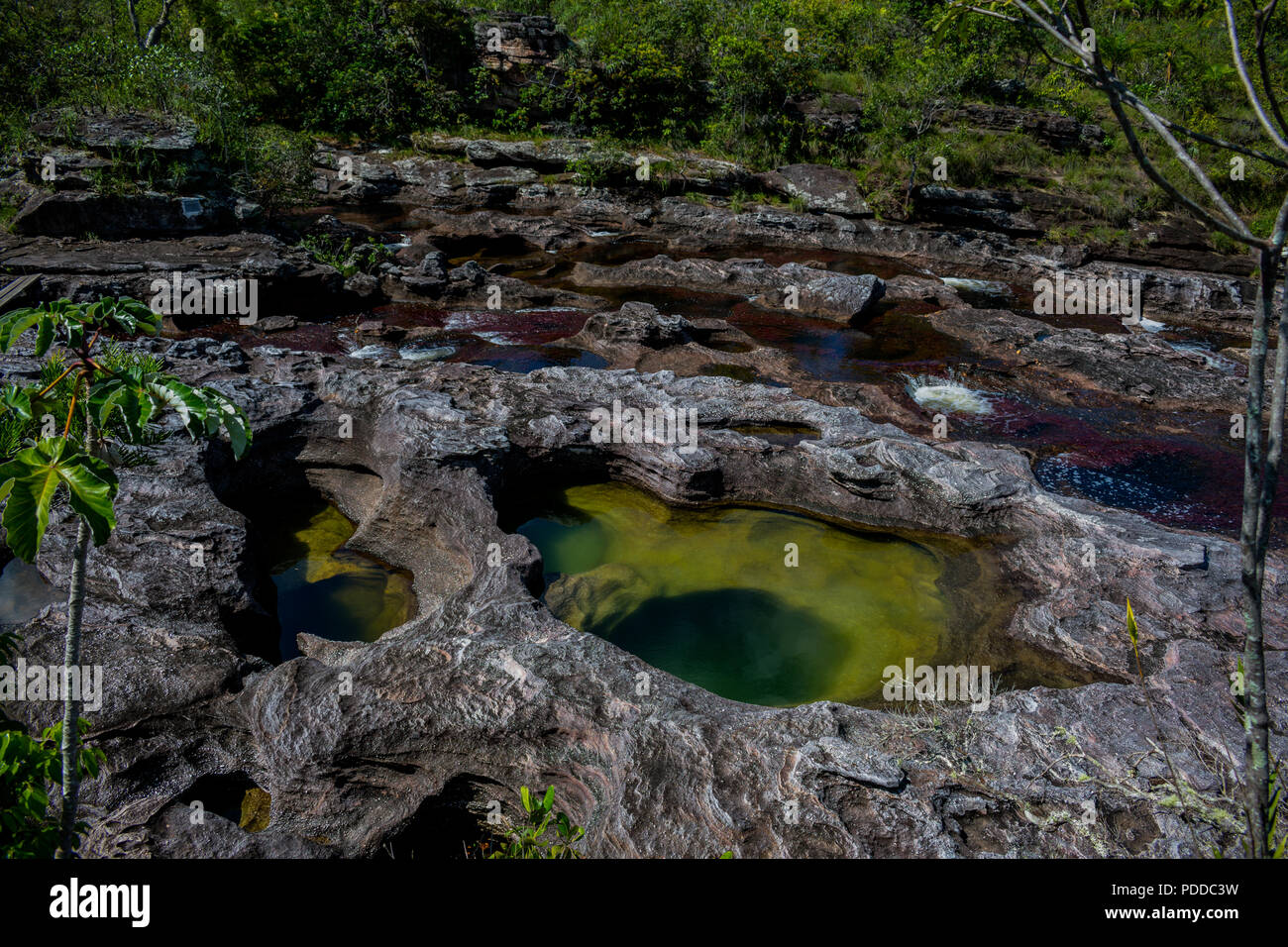 Other view of the most beautiful river in the world. Caño Cristales, Colombia. Stock Photo
