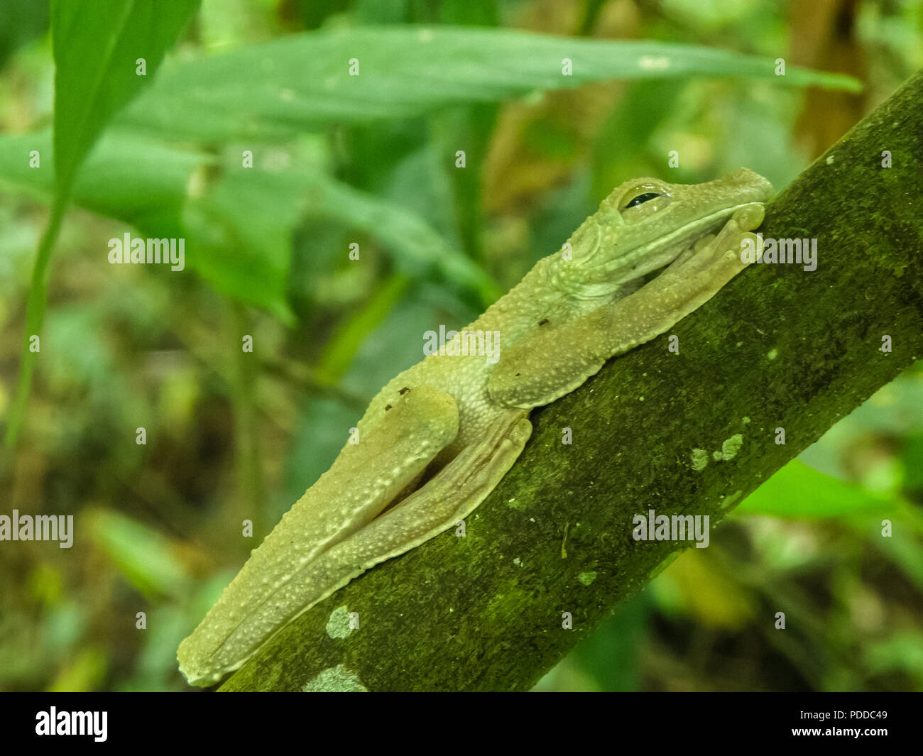 Herpetologia jungle hi-res stock photography and images - Alamy