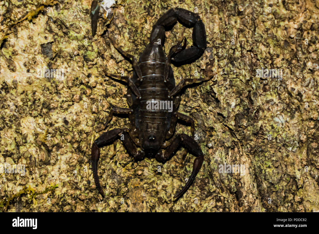 Tiny scorpion the amazon jungle. Pequeño escorpion en el bosque amazonico. Stock Photo