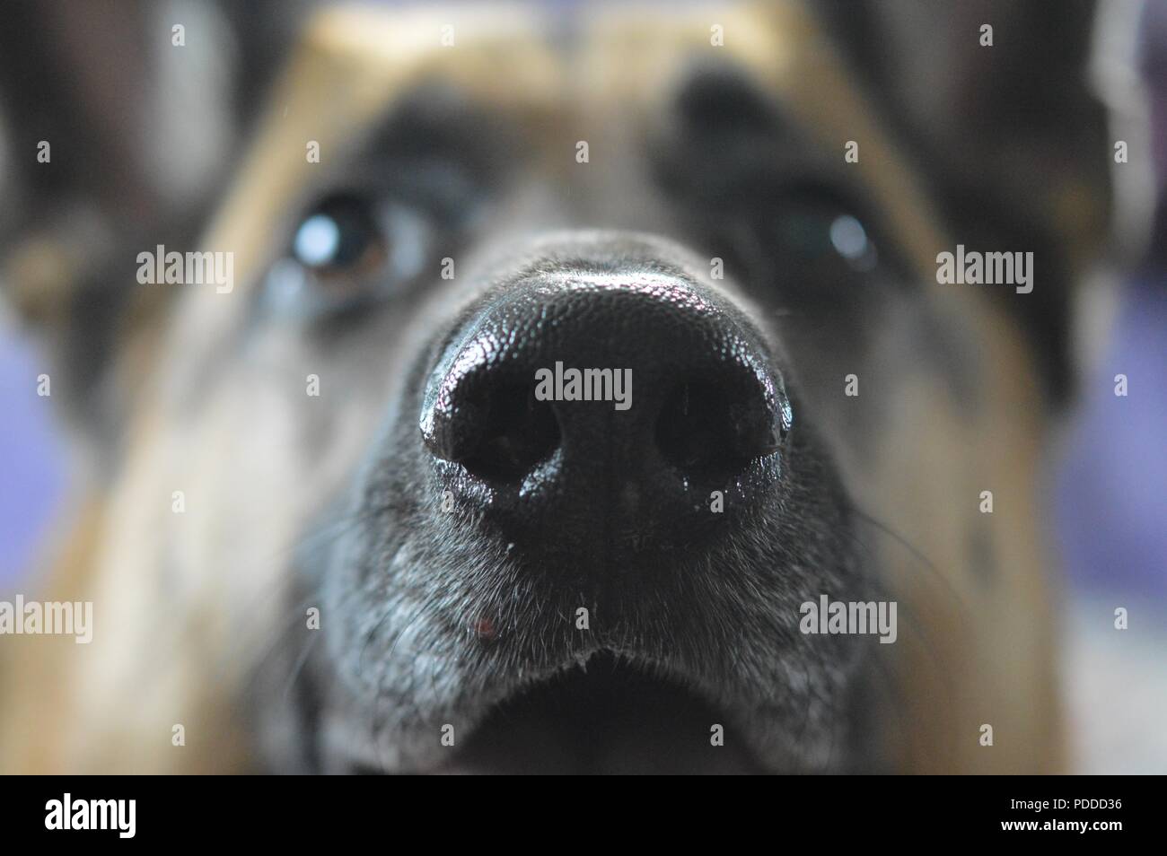 Close up of German Shepherd nose Stock Photo