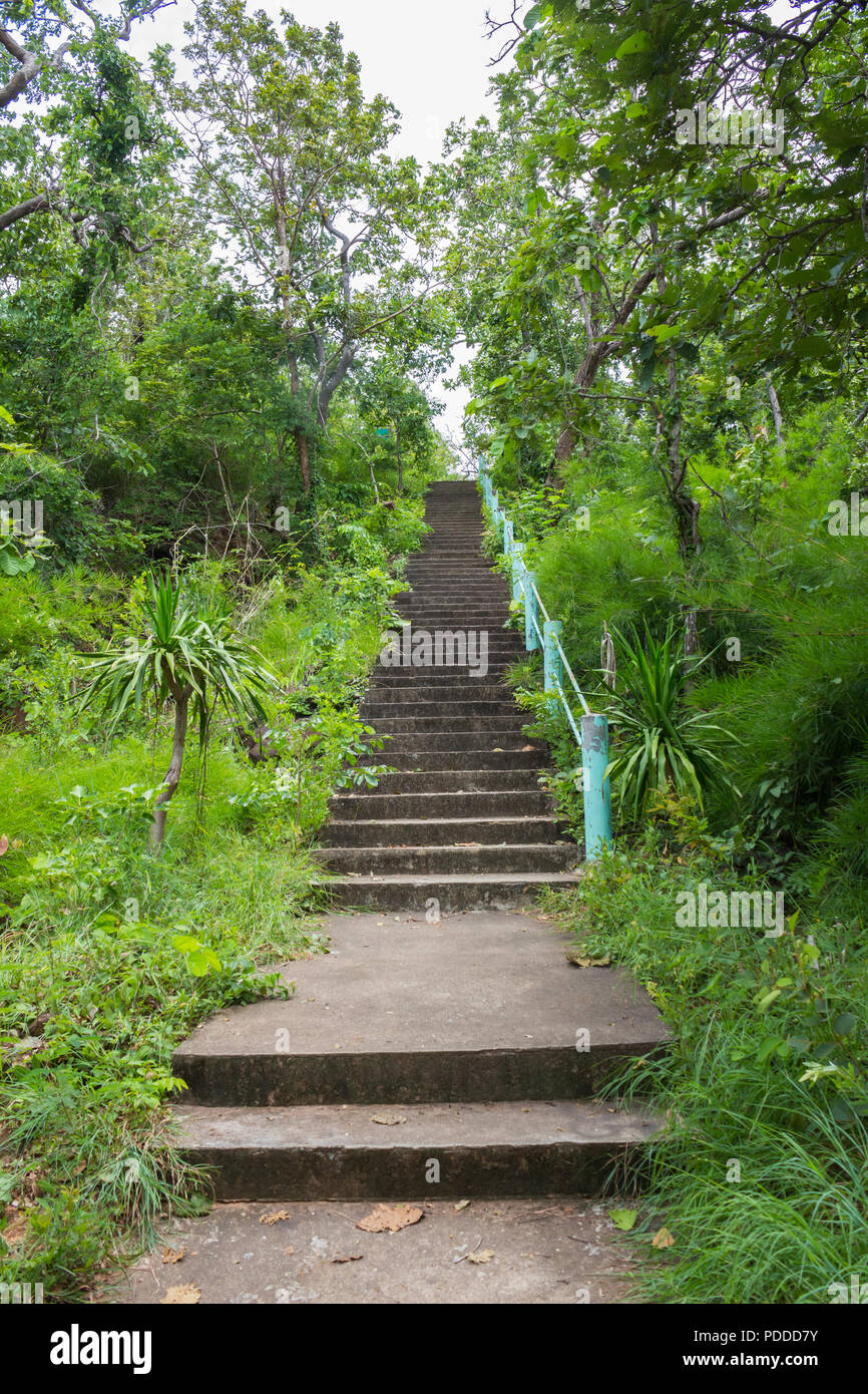 Jungle, forest path, mud steps with wood Stock Photo - Alamy