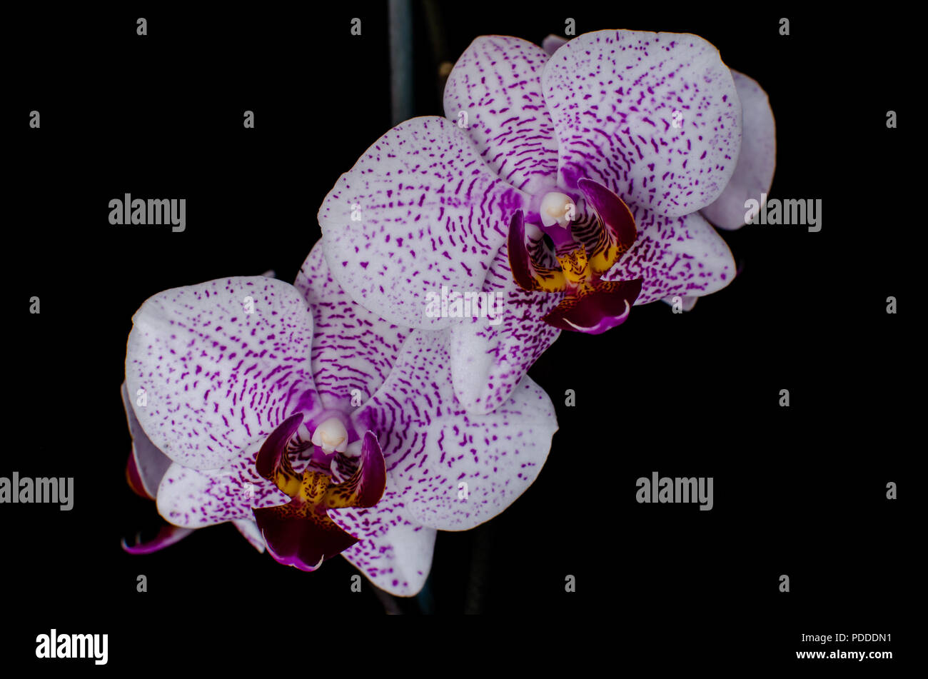 Phalaenopsis flowers on black background Stock Photo