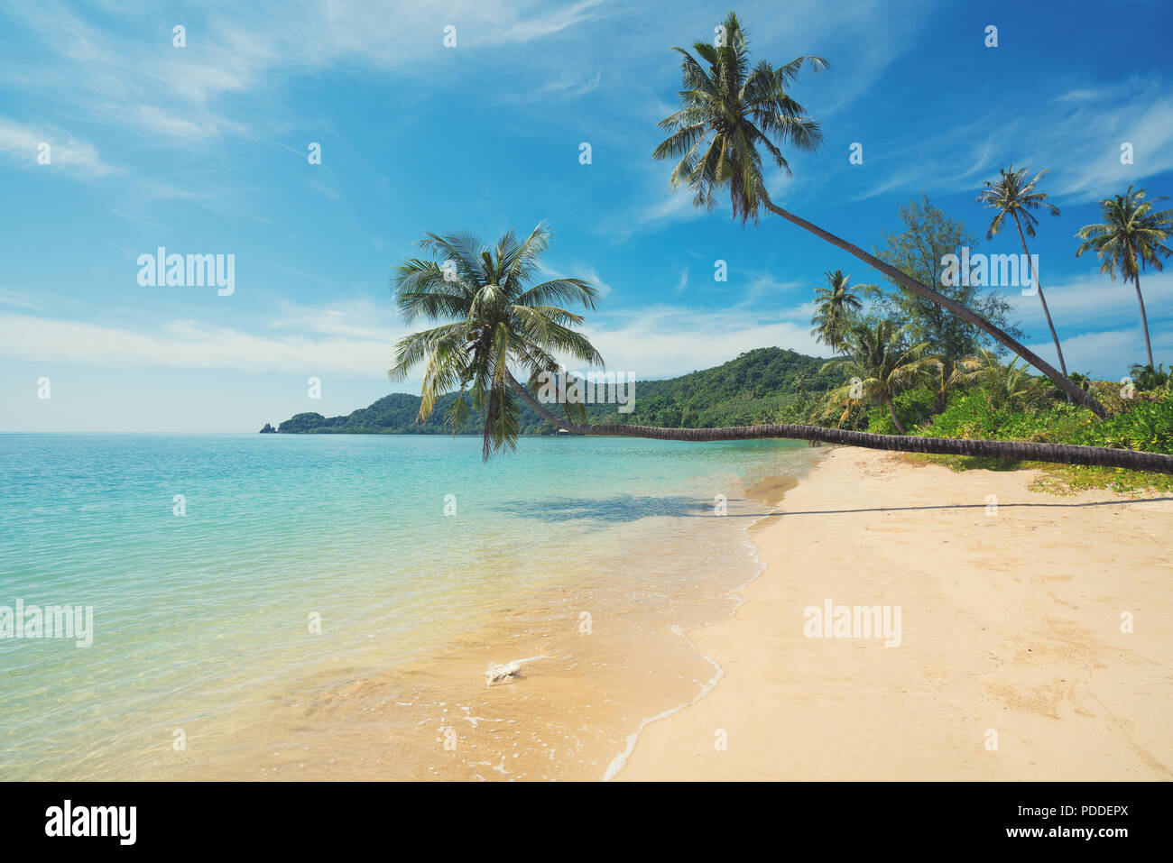 Coconut palm tree over summer beach sea in Phuket ,Thailand. Summer, Travel, Vacation and Holiday concept Stock Photo