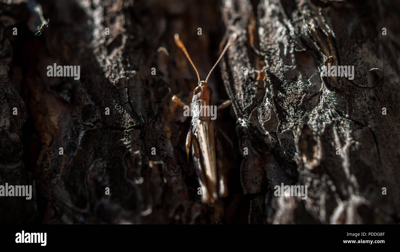 Closeup image of a brown grasshopper hiding in the pine tree bark on a hot sunny summer day Stock Photo