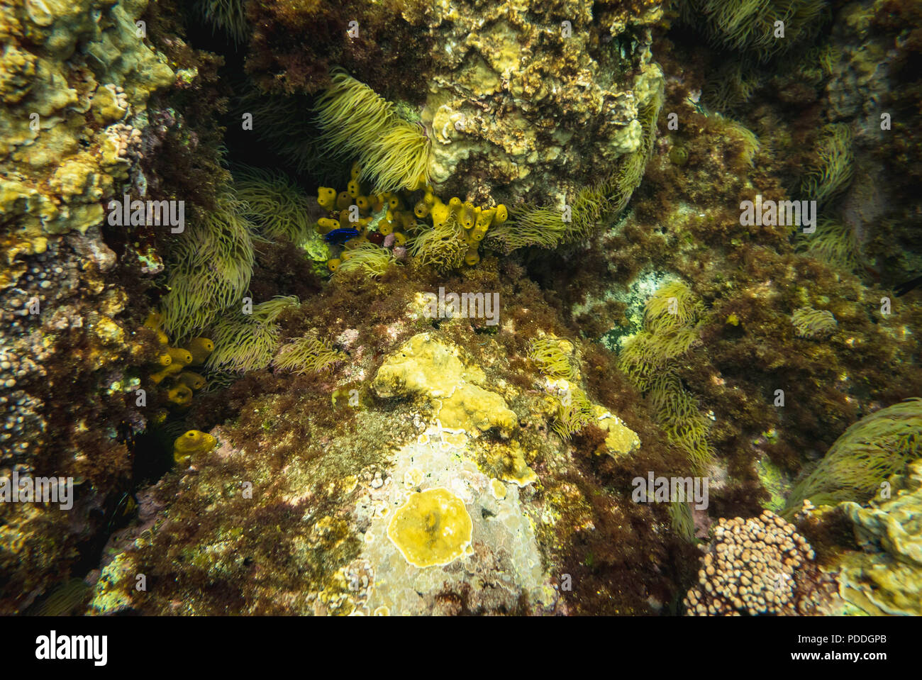 Underwater rocks and marine life background Stock Photo - Alamy