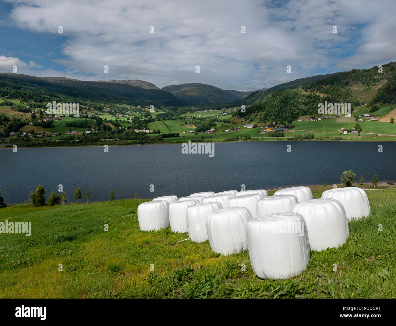 Hay bales wrapped in white plastic in a field, Norway Stock Photo