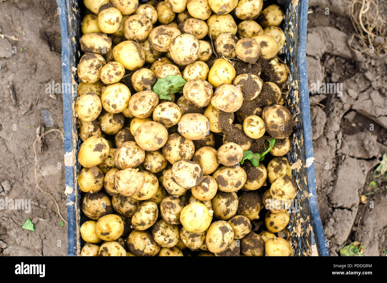 fresh young yellow potatoes in a box on the field closeup, agriculture