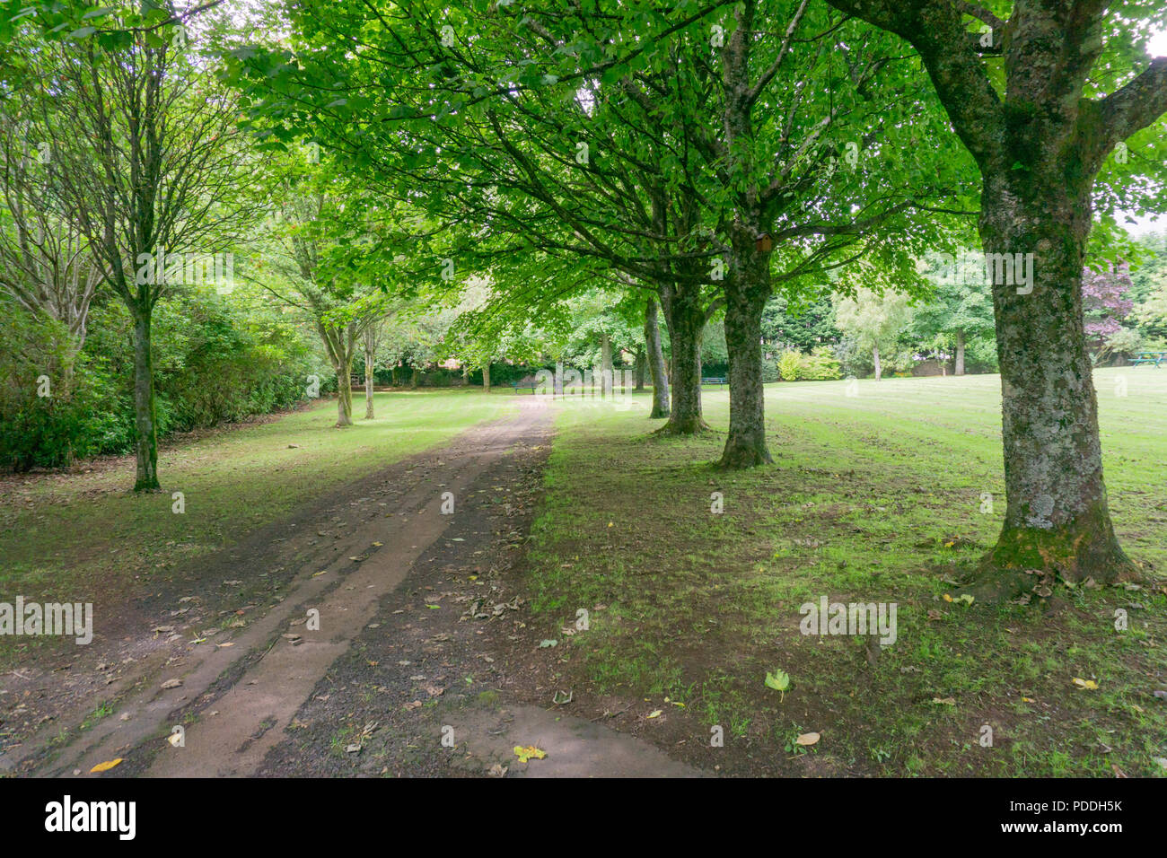 Tree lined pathway in public park in sunlight hi-res stock photography ...
