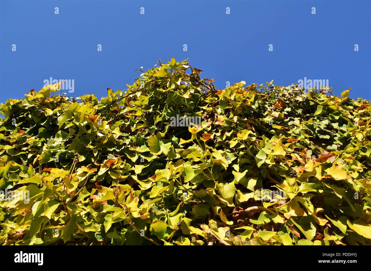 vibrant green ivy making it's way up to the blue sky Stock Photo