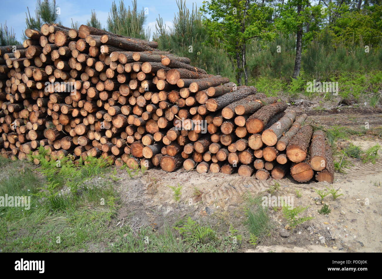 Tas de bois de pin à Clérac, en Charente-Maritime. Stock Photo