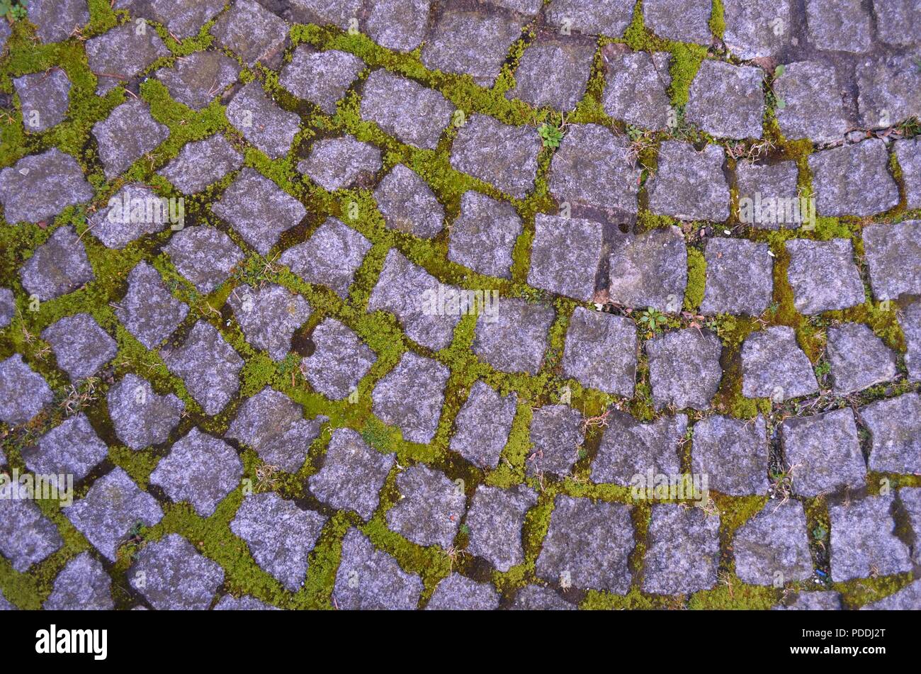 moss growing between cobblestones on a day in summer Stock Photo