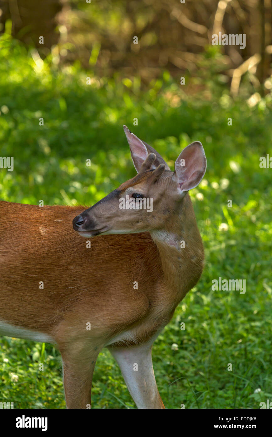 young male deer