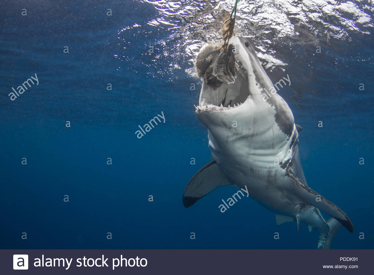 Shark Chum High Resolution Stock Photography and Images Alamy