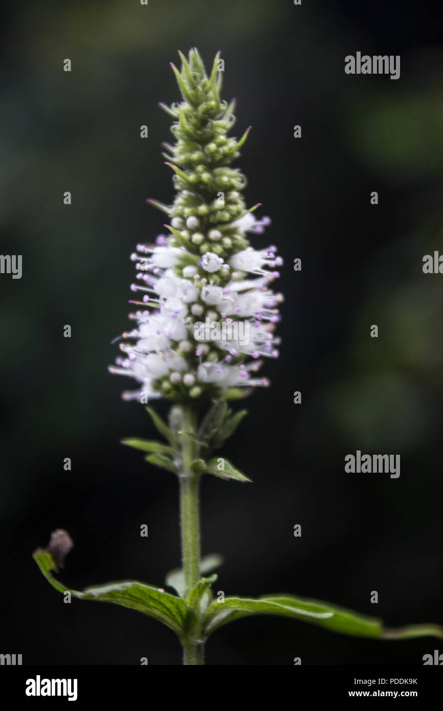 Close up of wild mint, horse mint (Mentha longifolia) white flowers Stock Photo