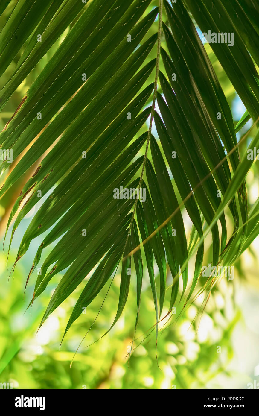 Natural green tropical bright green leaf with natural light, palm tree ...