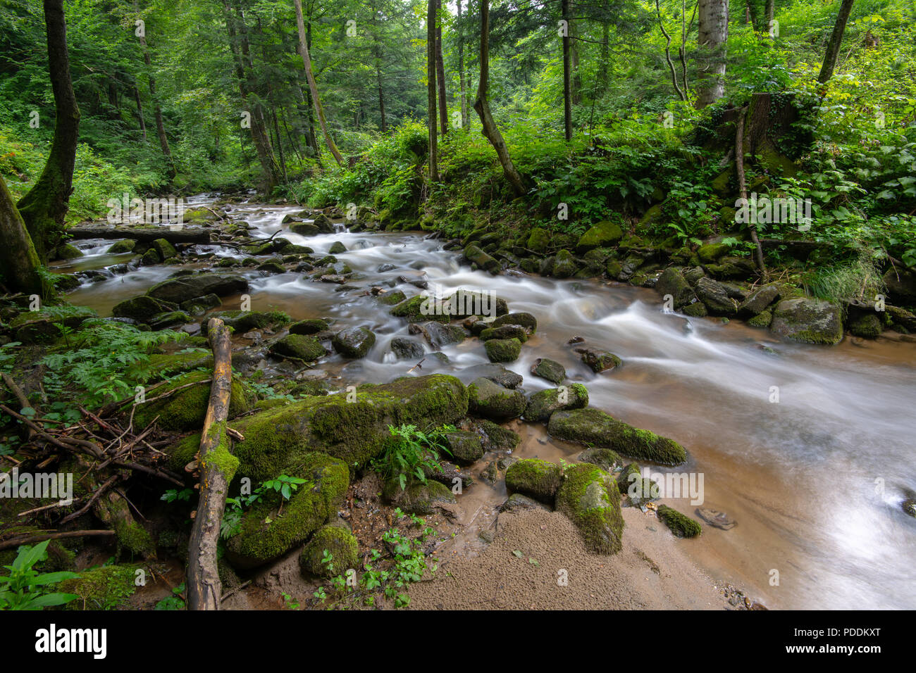 Mountain river - stream flowing through thick green forest, Bistriski Vintgar, Slovenia Stock Photo