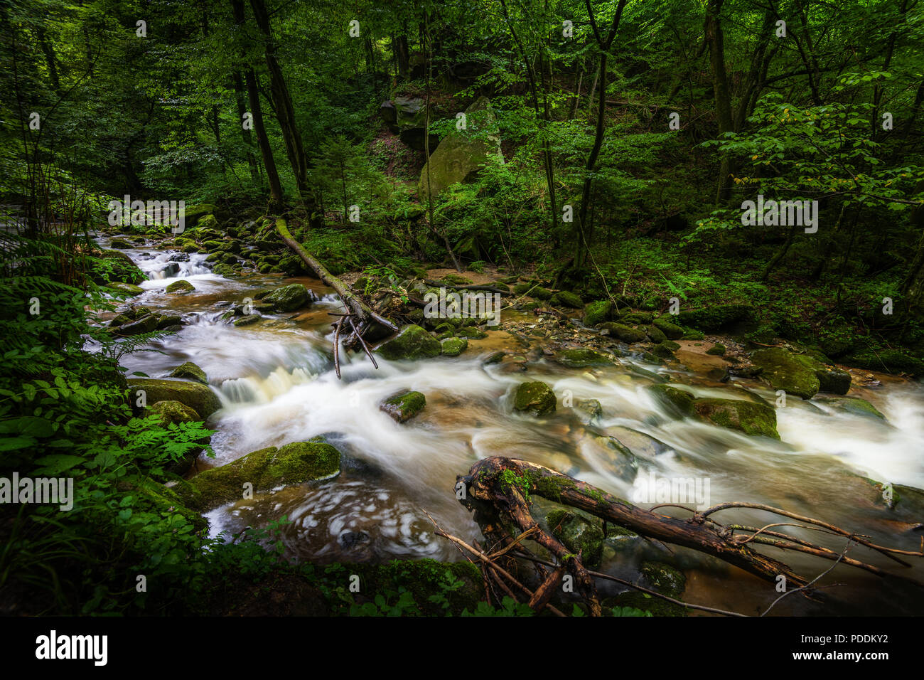 Mountain river - stream flowing through thick green forest, Bistriski Vintgar, Slovenia Stock Photo