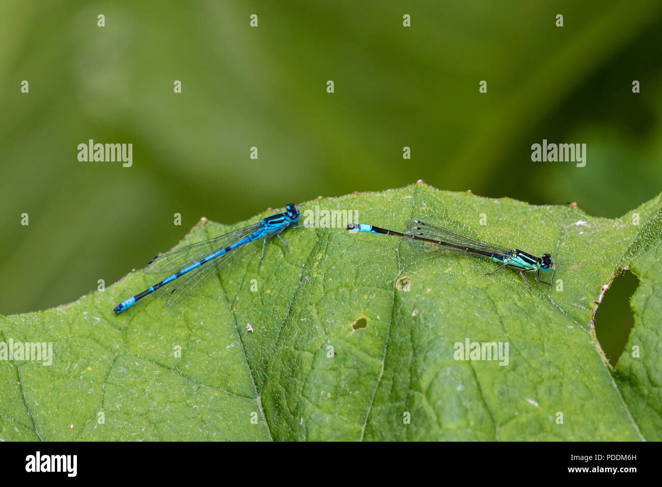 Azure Damselfly (Coenagrion puella) - Male & Female Stock Photo - Alamy