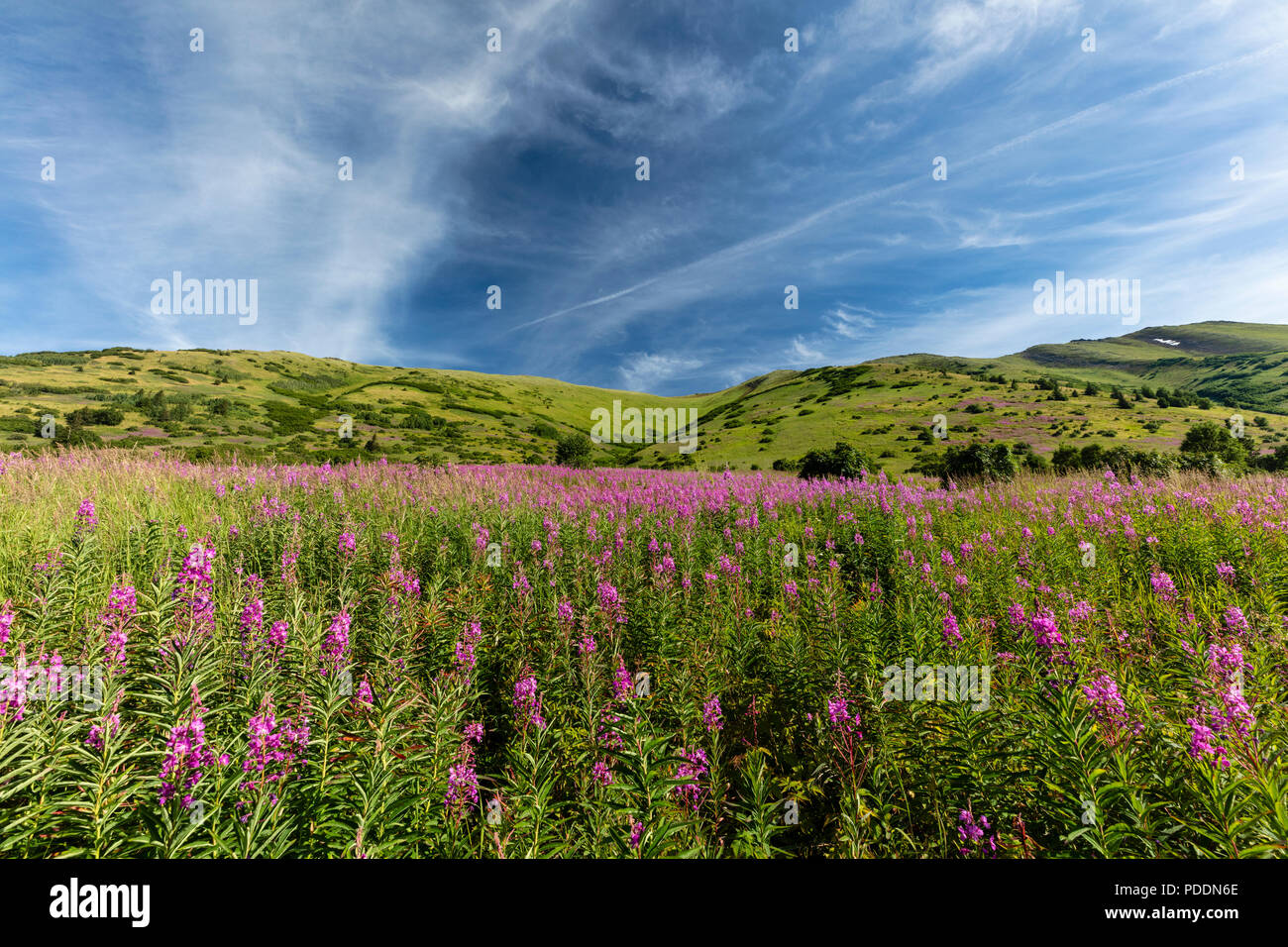 Field of Fireweed in Chugach National Forest along Palmer Creek Valley ...